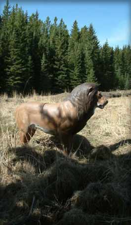 various images from Dragon Flight Archery taken at our site in the Foothills of Alberta