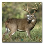 big_buck_4c0c31a4de617