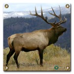 elk_4c0c31ee39ac7
